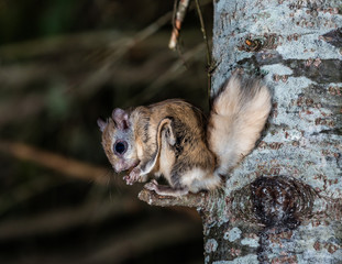 Northern flying squirrel also called Polatouche in French, taken in cottage country north Quebec. © Hummingbird Art