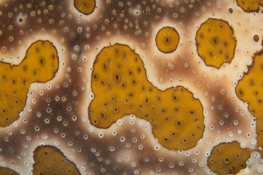 sea cucumber skin close up