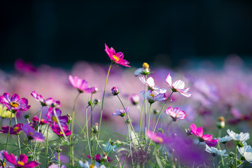 コスモスの花畑