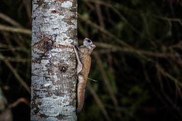 Northern flying squirrel also called Polatouche in French, taken in cottage country north Quebec.