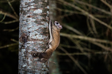 Northern flying squirrel also called Polatouche in French, taken in cottage country north Quebec. - 231417188