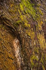 rough tree bark surface  with green mosses texture
