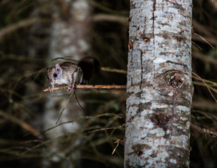 Northern flying squirrel also called Polatouche in French, taken in cottage country north Quebec.
