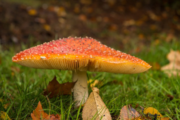 close up of giant red mushroom with white spots on the cap on a fall leaves filled grassy ground