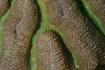 natural coral close up