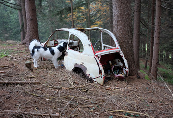 HUND FINDET PUCH 500 WRACK IM WALD © LitterART
