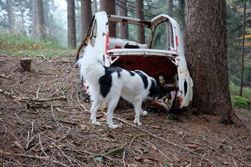 HUND FINDET PUCH 500 WRACK IM WALD © LitterART