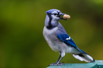 Bluejay perched in a boreal forest with peanut Quebec, Canada
