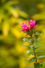 single pink flower on the tiny of a branch with yellow green background