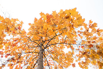 tree full of beautiful orange maple leaves under the bright sky