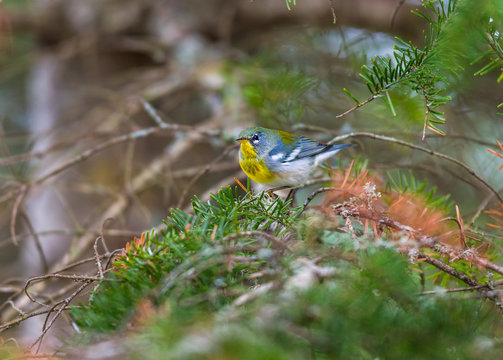 Northern Parula perched in a boreal forest, Quebec, Canada.