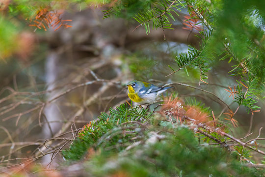 Northern Parula perched in a boreal forest, Quebec, Canada.
