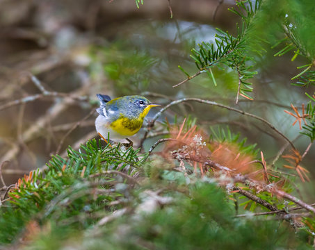 Northern Parula perched in a boreal forest, Quebec, Canada.