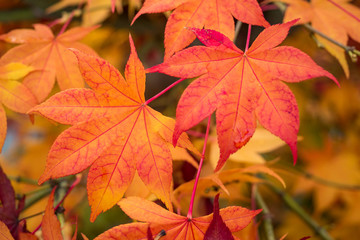 close up of beautiful red and orange maple leaves