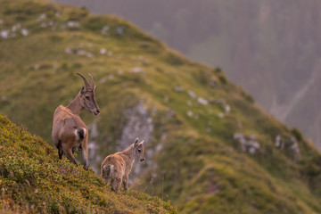 Steinbockziege mit Jungtier
