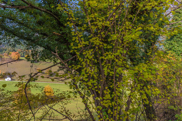Baum im herbstlichen Wald