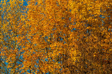 dense beautiful golden leaves on the tree under the blue sky background