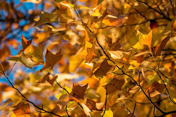beautiful golden leaves on the tree under the bright sky