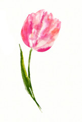 Watercolor hand drawn illustration of beautiful bright pink and orange tulip flower with green stem and leaf. Plant isolated at white background.