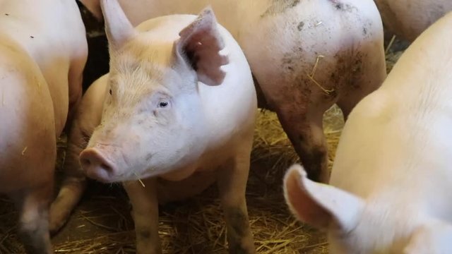 Pig in pigsty sitting and looking around