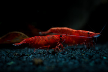 Red neocaridina shrimp fire pet aquarium water
