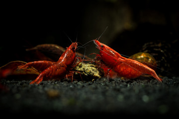 Red neocaridina shrimp fire pet aquarium water