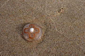 Jellyfish on the beach sand in central europe. Baltic sea coast.