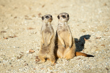 two suricates in the sandy desert sit up and beg