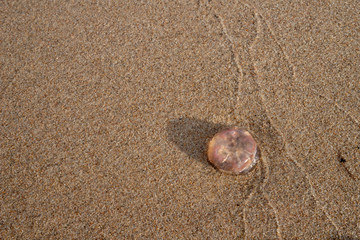 Fototapeta na wymiar Jellyfish on the beach sand in central europe. Baltic sea coast.