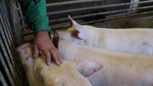 Old farmers hands strokes pig&acute;s in pigsty