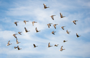 flock of greylag geese flying in the cloudy sky - bird migration in the national park Neusiedlersee Seewinkel Burgenland Austria