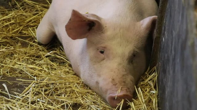 Pig lying in pigsty on straw