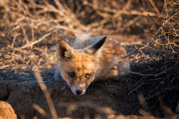 Fox kid lying on the ground near the hole. Chyornye Zemli (Black Lands) Nature Reserve,  Kalmykia region, Russia.