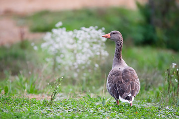 observant greylag goose standing in the grass in autumn