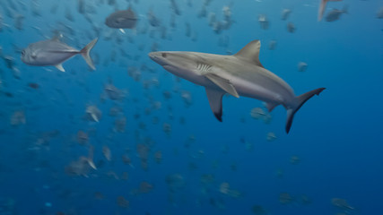 Naklejka premium Sharks hunt silver fish