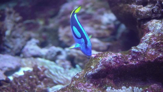 Regal Tang Fish or Palette Surgeonfish or Blue Tang Swimming on Coral Reef