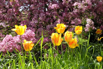 This picture the part of sorozatv was made with a spring. An arborétunban I took a photo.