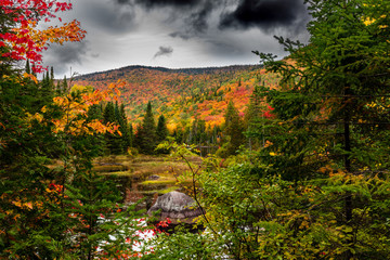 Fall scene in the Quebec cottage country with golden leaves and fall colors.