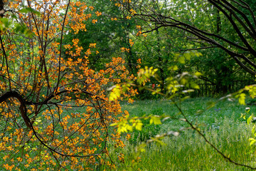 This picture the part of sorozatv was made with a spring. An arbor&eacute;tunban I took a photo.