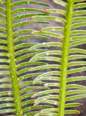 Obraz na płótnie Canvas The pinnately compound leaves of Cycas siamensis plant with water droplet