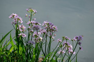Wiesen-Schaumkraut (Cardamine pratensis)