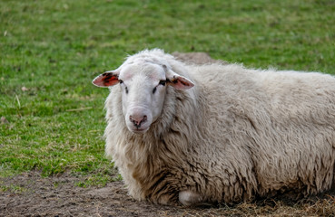 Schaf (Ovis)