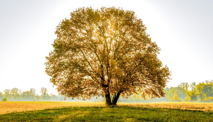 lonely tree in a field in autumn