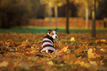 dog traveler. Autumn mood Jack Russell Terrier sits in a sweater turning around. happy pets, healthy lifestyle.