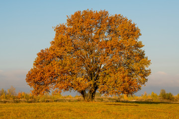 lonely tree in a field in autumn