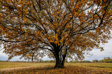 lonely tree in a field in autumn