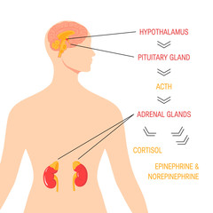 Stress response system. Vector endocrine medical diagram © marina_ua