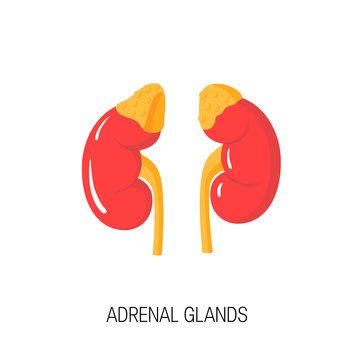 Vector diagram of adrenal glands in flat style.
