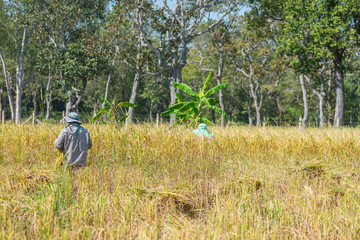 Farmer Standing in the rice field for harvesting.