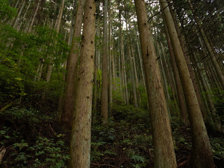 杉の森